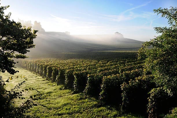 vue sur les vigne de pessac
